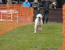 hunderennen 16 04 23
