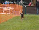 hunderennen 16 04 23