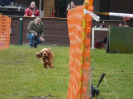 hunderennen 16 04 23