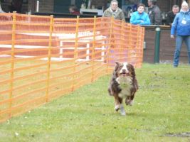 hunderennen 16 04 23