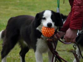 hunderennen 16 04 23