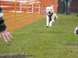 hunderennen 16 04 23