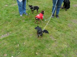 hunderennen 16 04 23