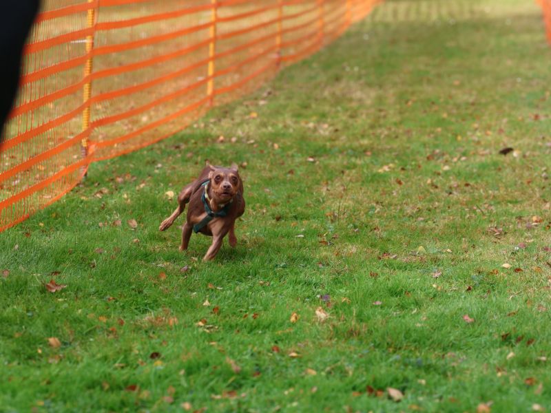 hunderennen 20 10 24