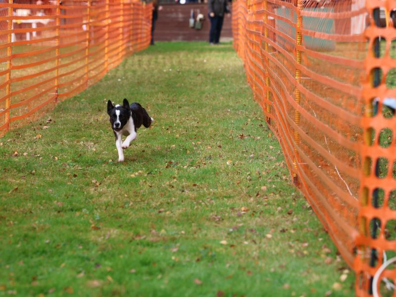 hunderennen 20 10 24