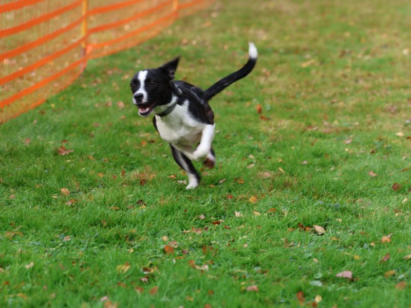 hunderennen 20 10 24