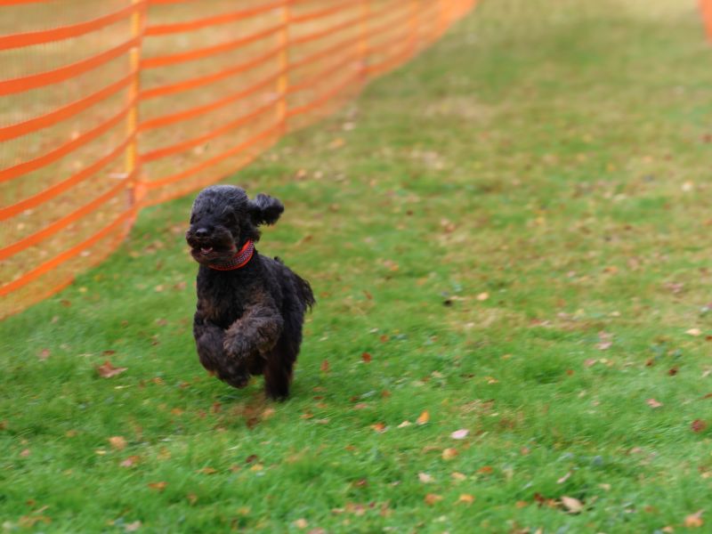 hunderennen 20 10 24