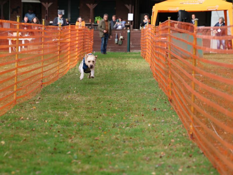 hunderennen 20 10 24