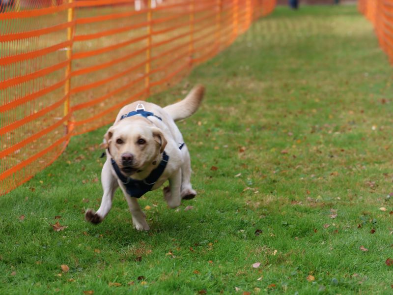 hunderennen 20 10 24