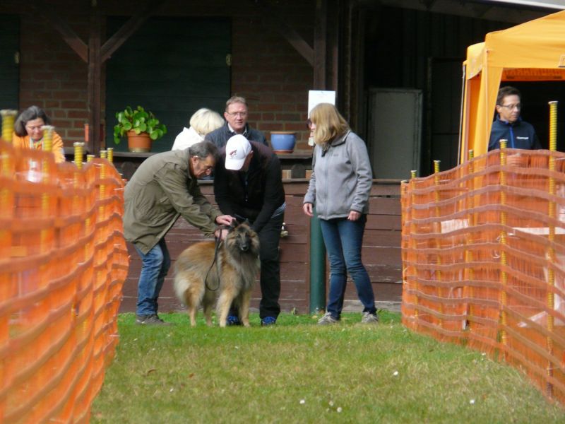 hunderennen 20 10 24