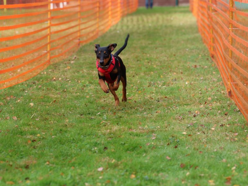 hunderennen 20 10 24