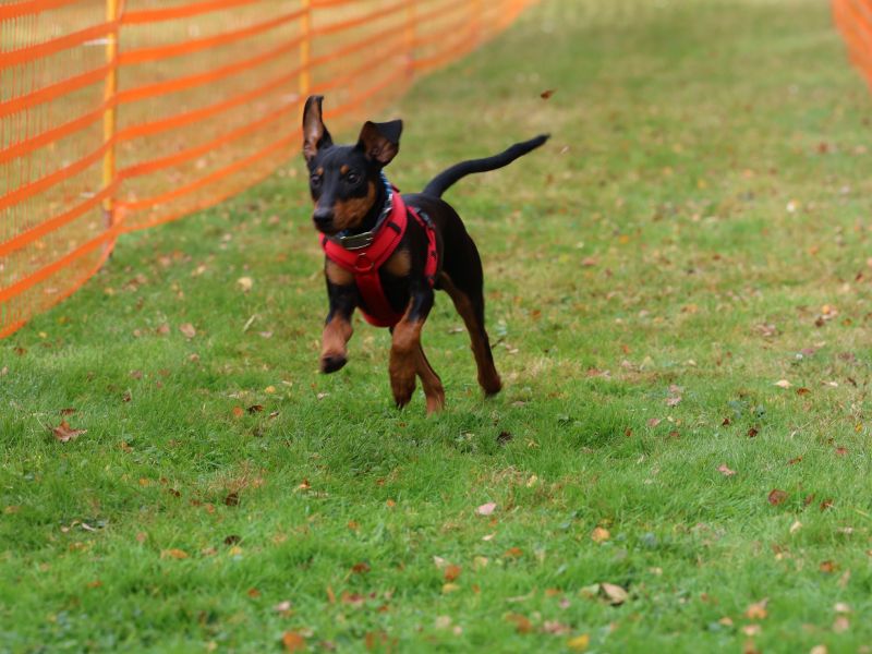 hunderennen 20 10 24