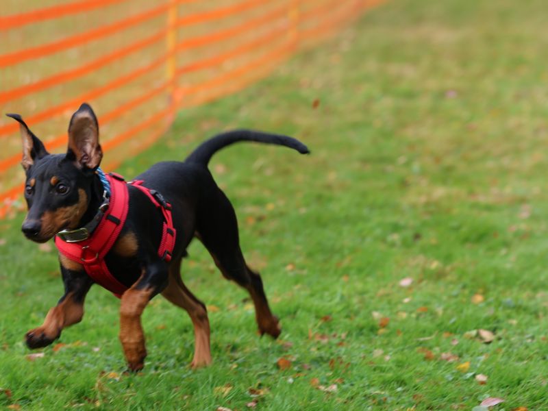hunderennen 20 10 24
