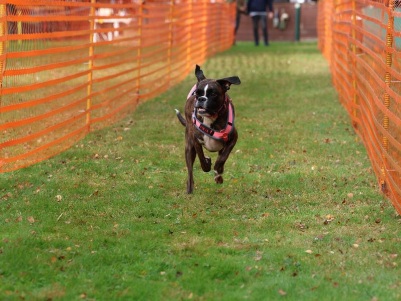 hunderennen 20 10 24