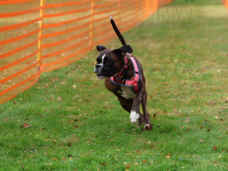 hunderennen 20 10 24