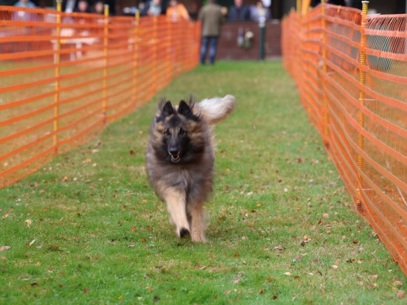 hunderennen 20 10 24