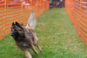 hunderennen 20 10 24