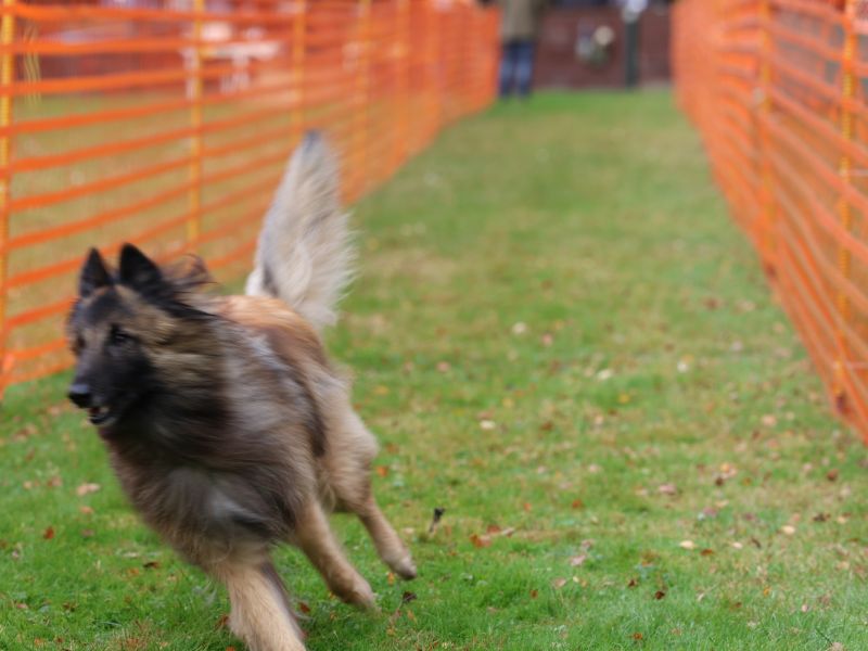 hunderennen 20 10 24