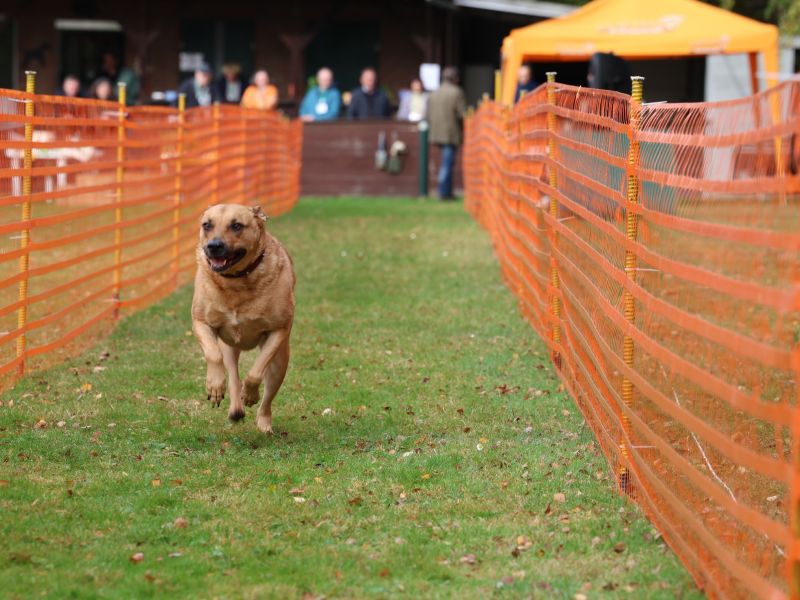 hunderennen 20 10 24