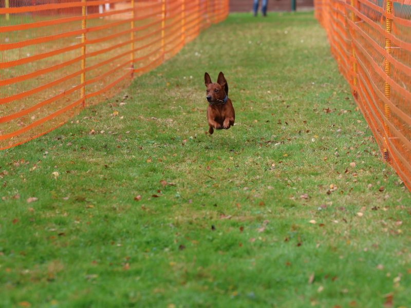 hunderennen 20 10 24