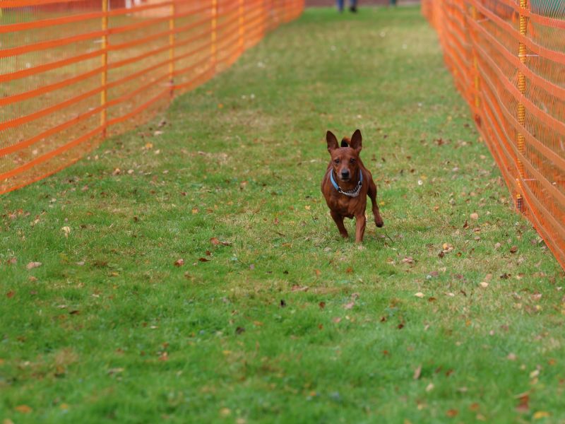 hunderennen 20 10 24