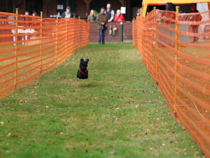 hunderennen 20 10 24