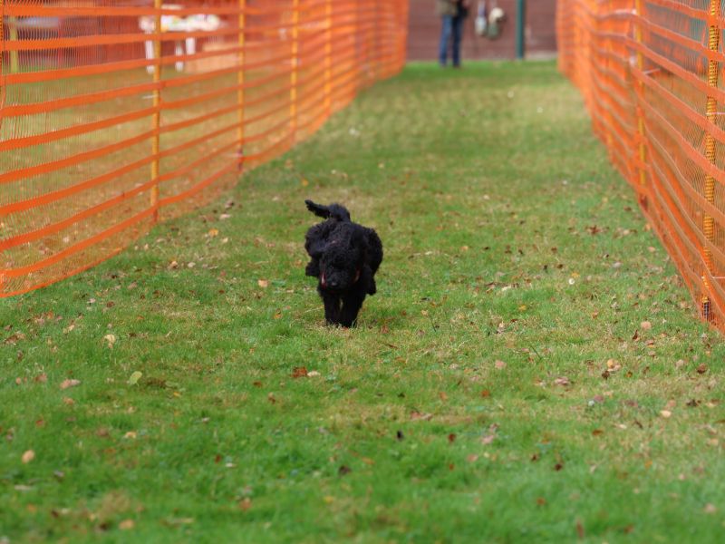 hunderennen 20 10 24