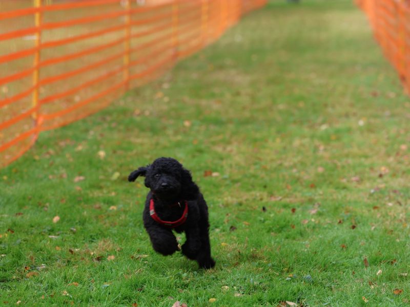 hunderennen 20 10 24