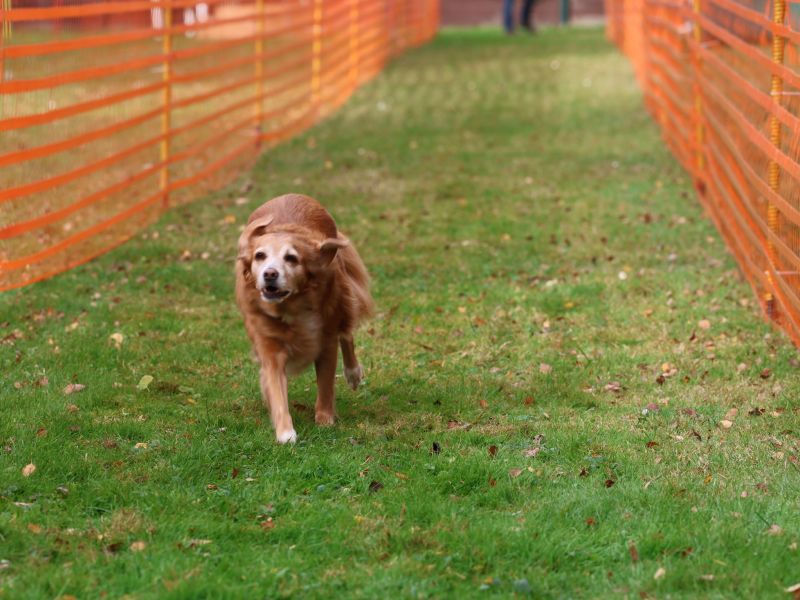 hunderennen 20 10 24