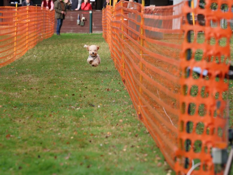 hunderennen 20 10 24