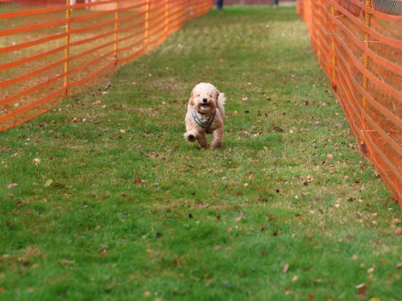 hunderennen 20 10 24