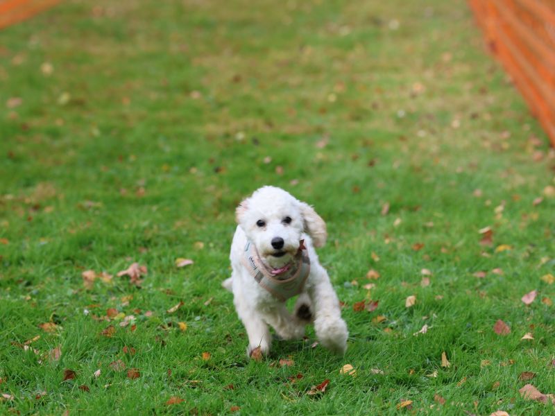 hunderennen 20 10 24