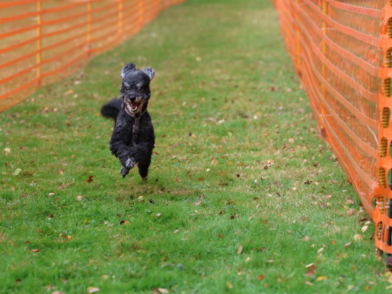 hunderennen 20 10 24