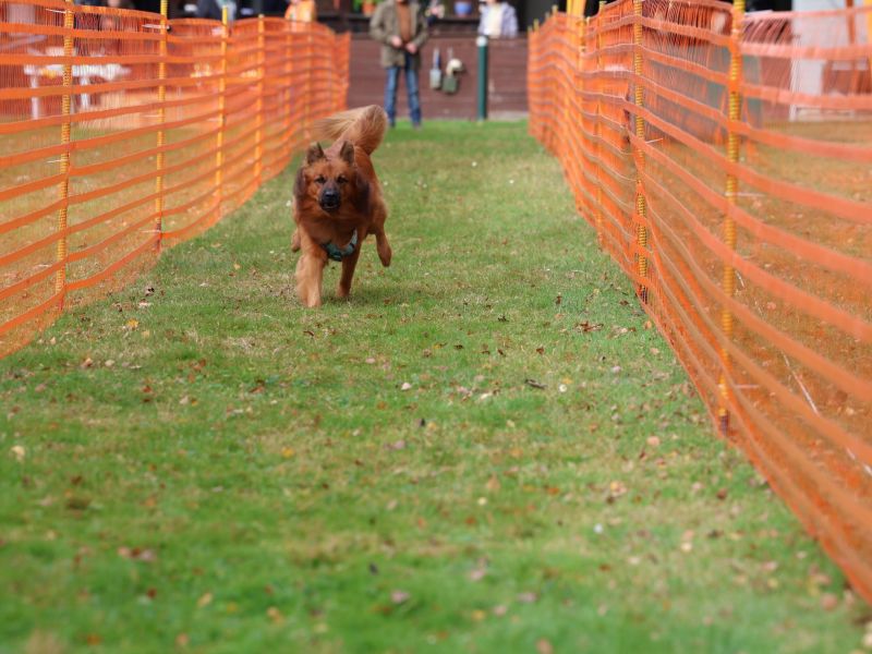 hunderennen 20 10 24