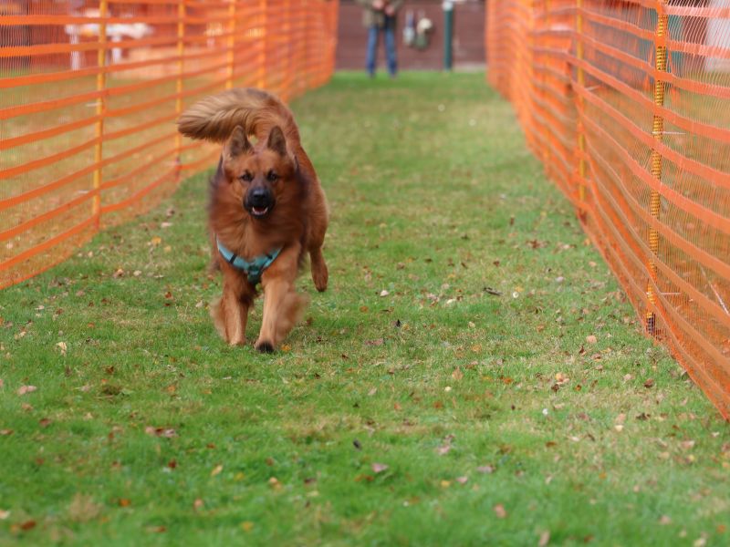 hunderennen 20 10 24