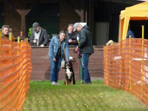 hunderennen 20 10 24