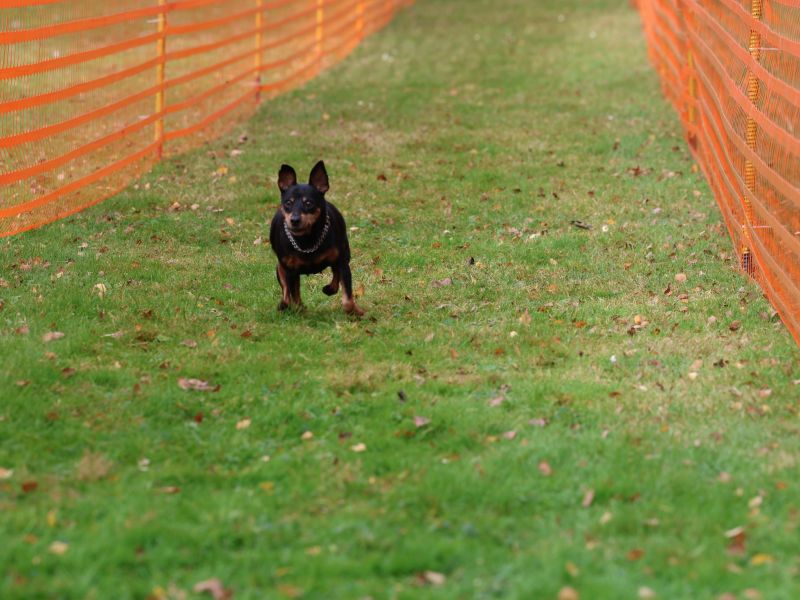 hunderennen 20 10 24