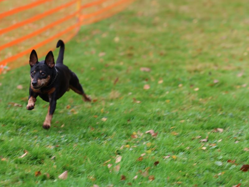 hunderennen 20 10 24