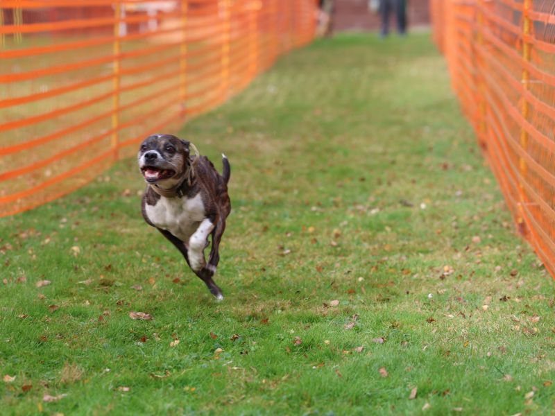 hunderennen 20 10 24