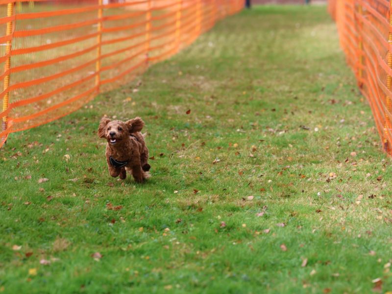 hunderennen 20 10 24
