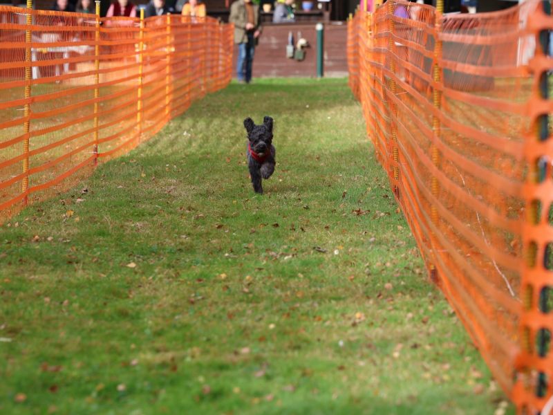 hunderennen 20 10 24