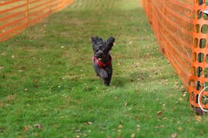 hunderennen 20 10 24