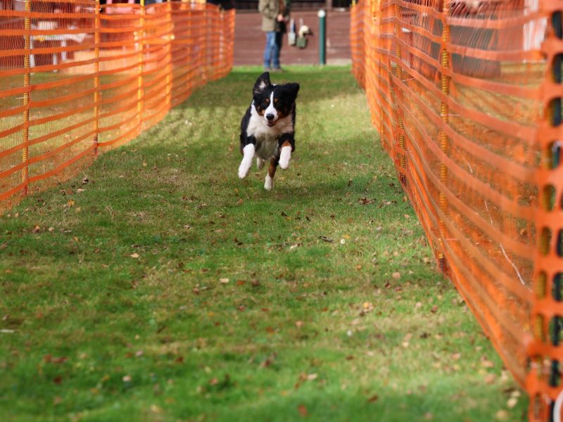 hunderennen 20 10 24
