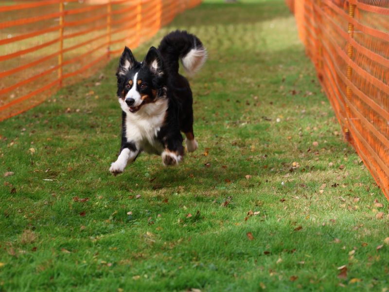 hunderennen 20 10 24