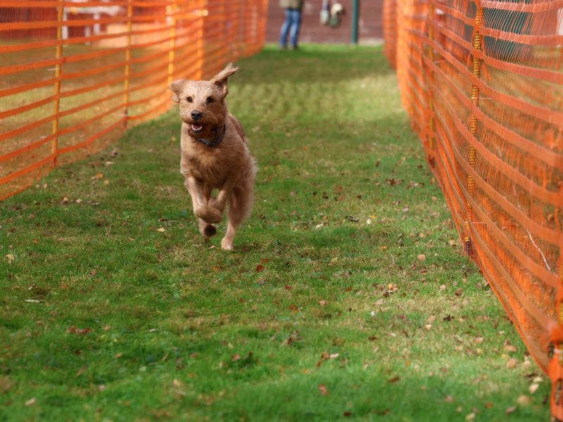 hunderennen 20 10 24