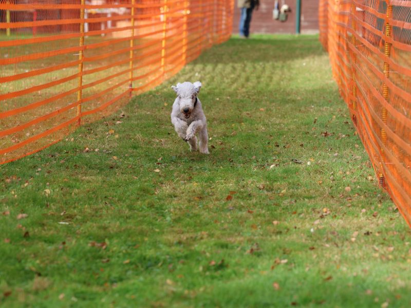 hunderennen 20 10 24