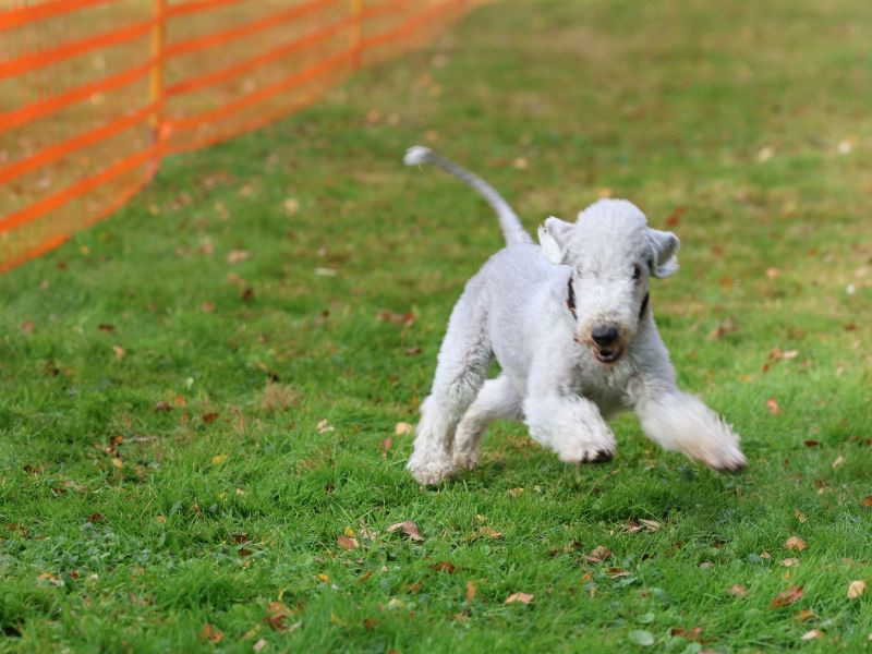 hunderennen 20 10 24