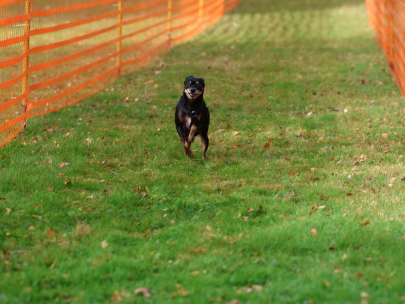 hunderennen 20 10 24