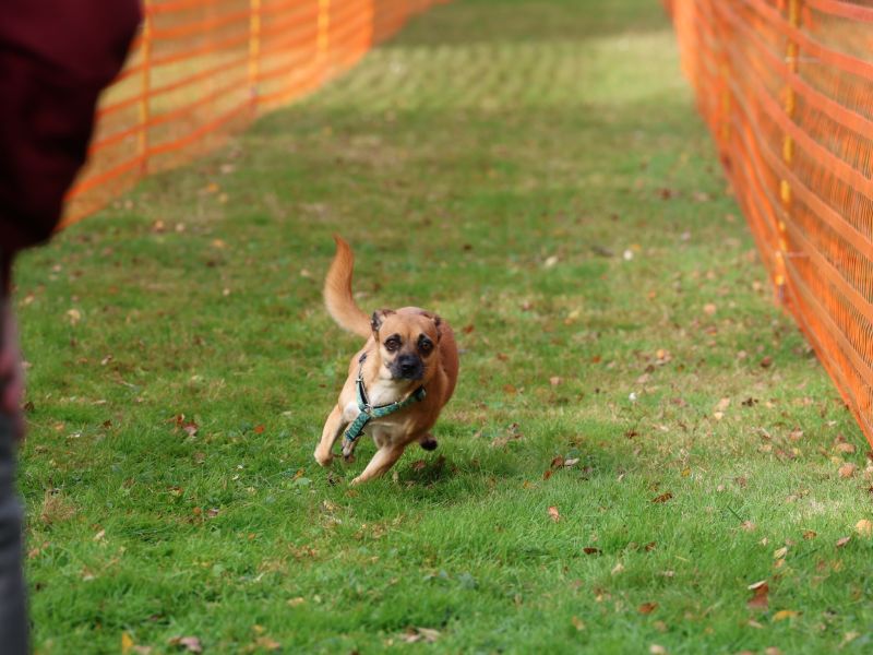 hunderennen 20 10 24