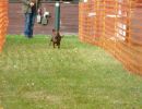 hunderennen 20 10 24